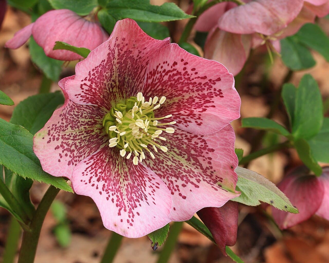 Nodding cream and pink hellebore flowers above leathery evergreen leaves