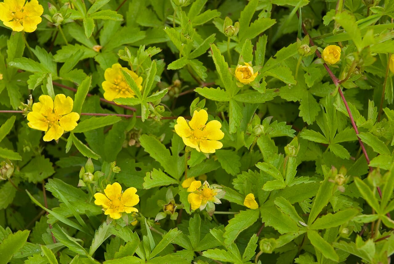 Yellow cinquefoil flower and strawberry-like leaves