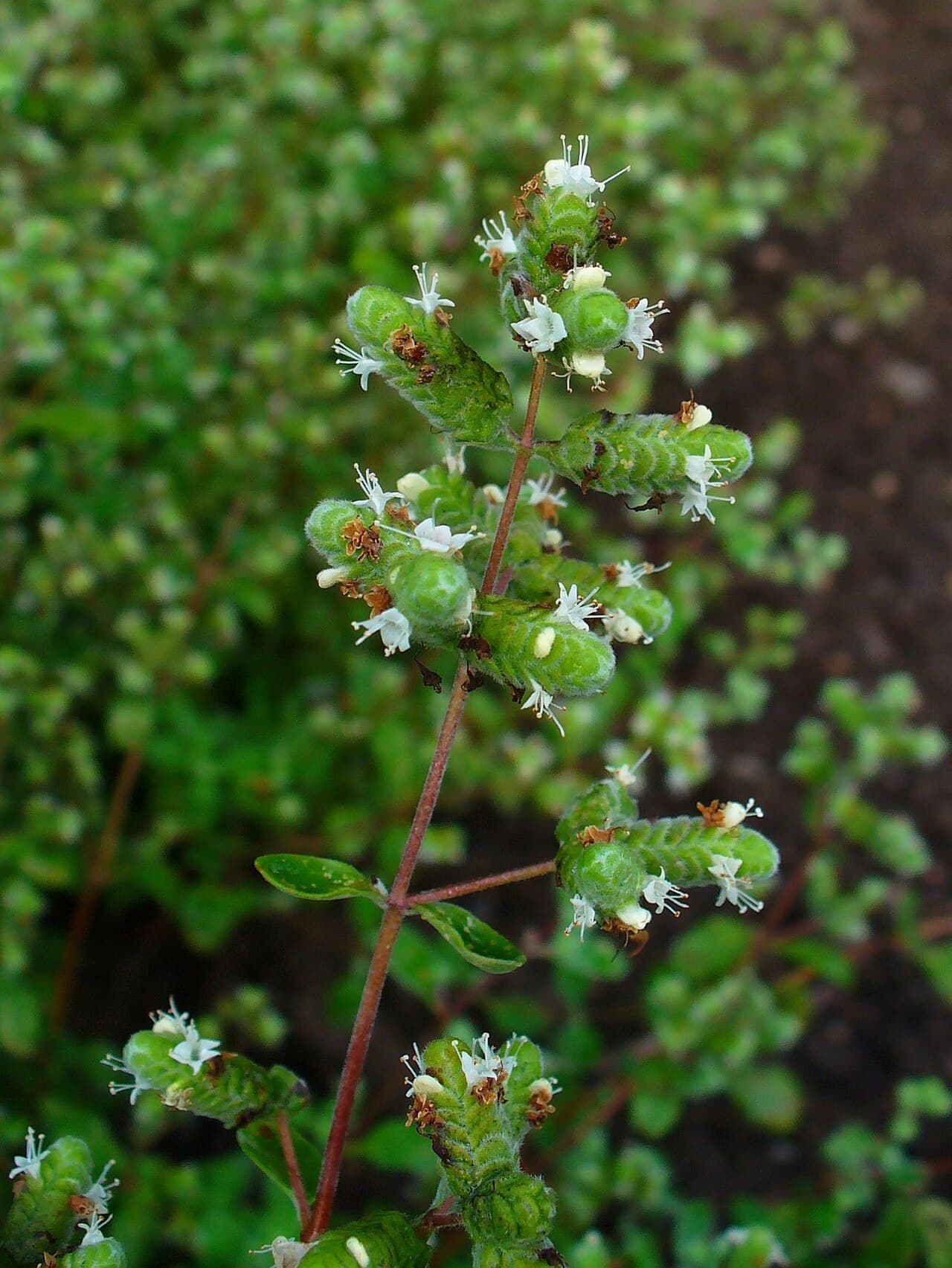 Sweet marjoram foliage