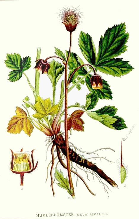 Botanical illustration of water avens