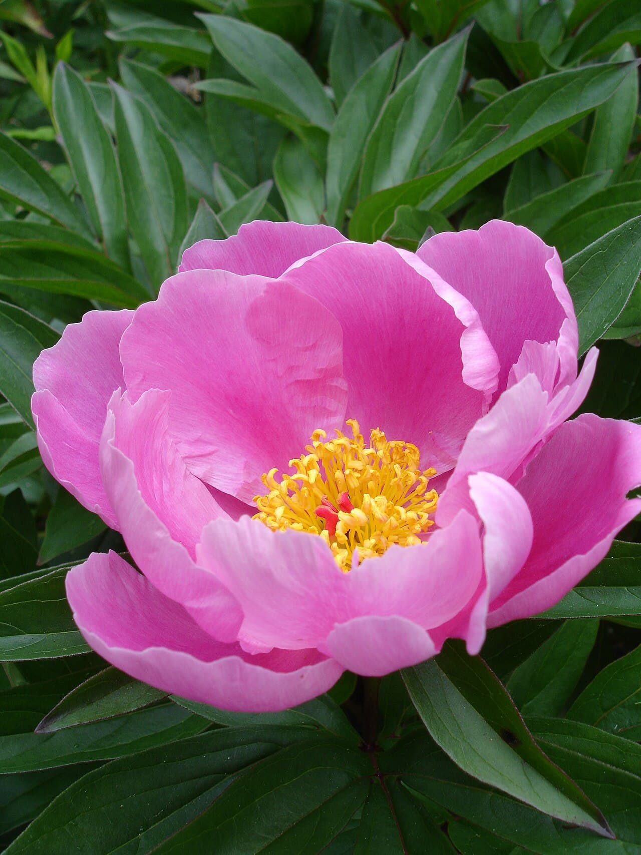 Full pink peony bloom with layered petals