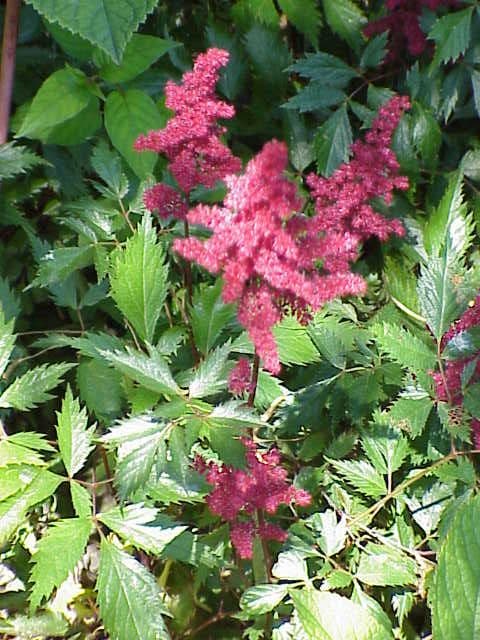 Feathery pink astilbe plumes above divided foliage