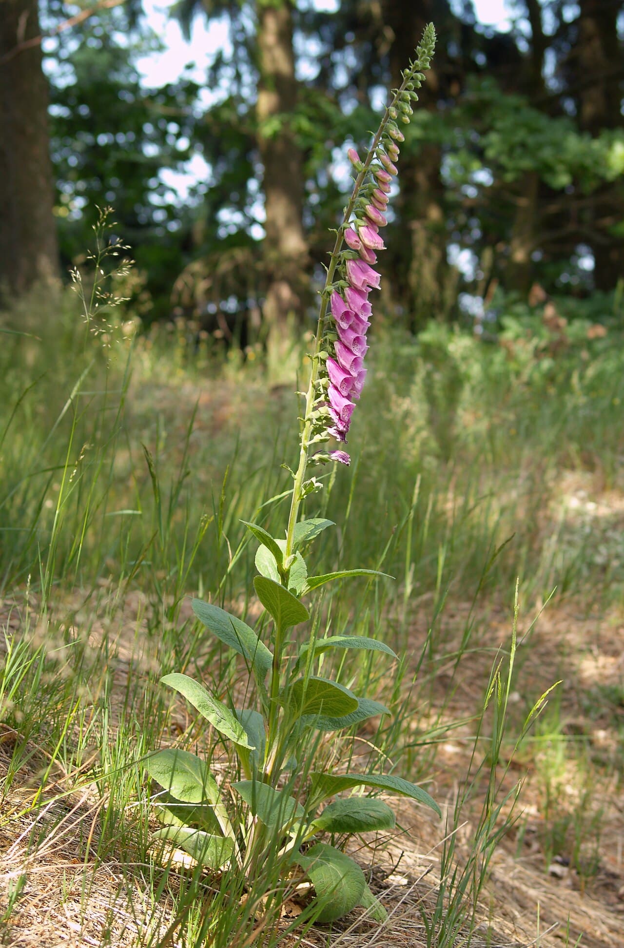 Tall foxglove spike of purple tubular flowers with spotted throats