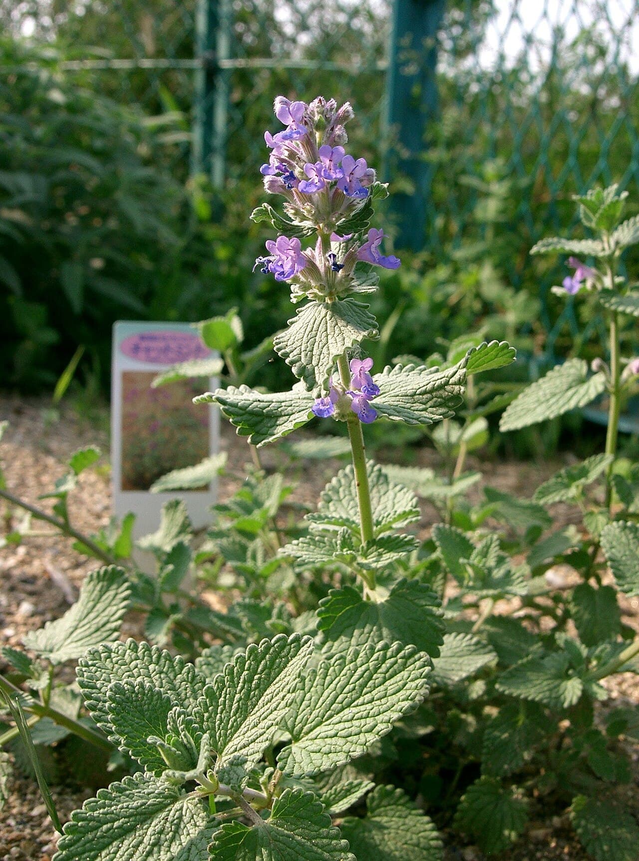 Catmint in flower, a low mound of soft blue-purple spikes over grey-green foliage