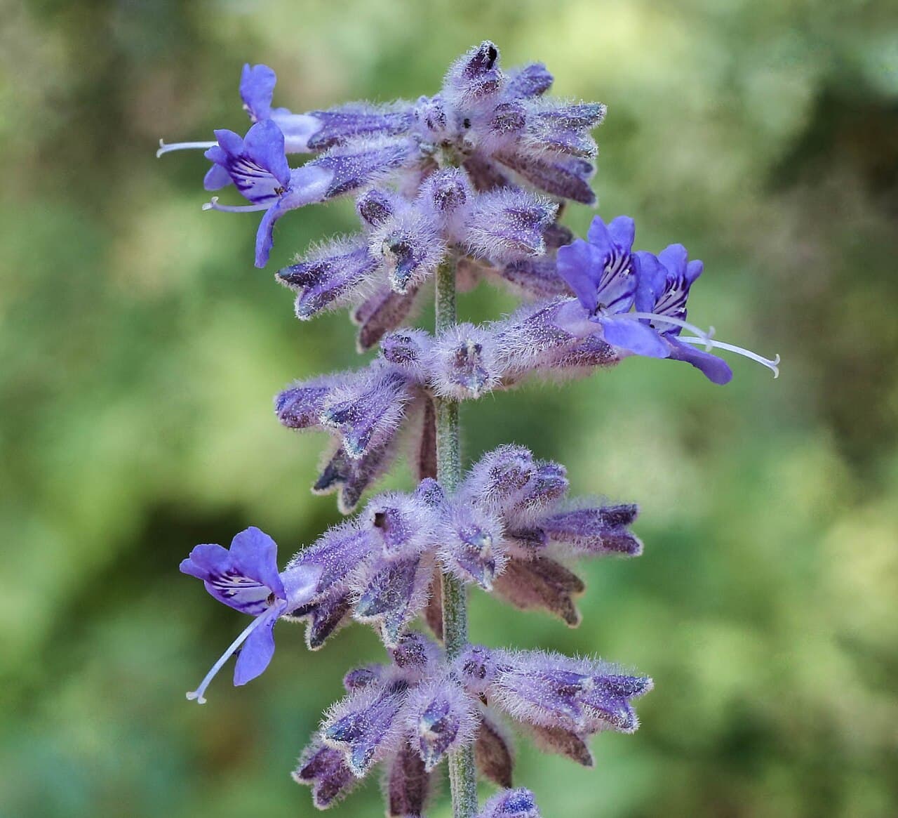 Russian sage with airy lavender-blue flower panicles on silver stems