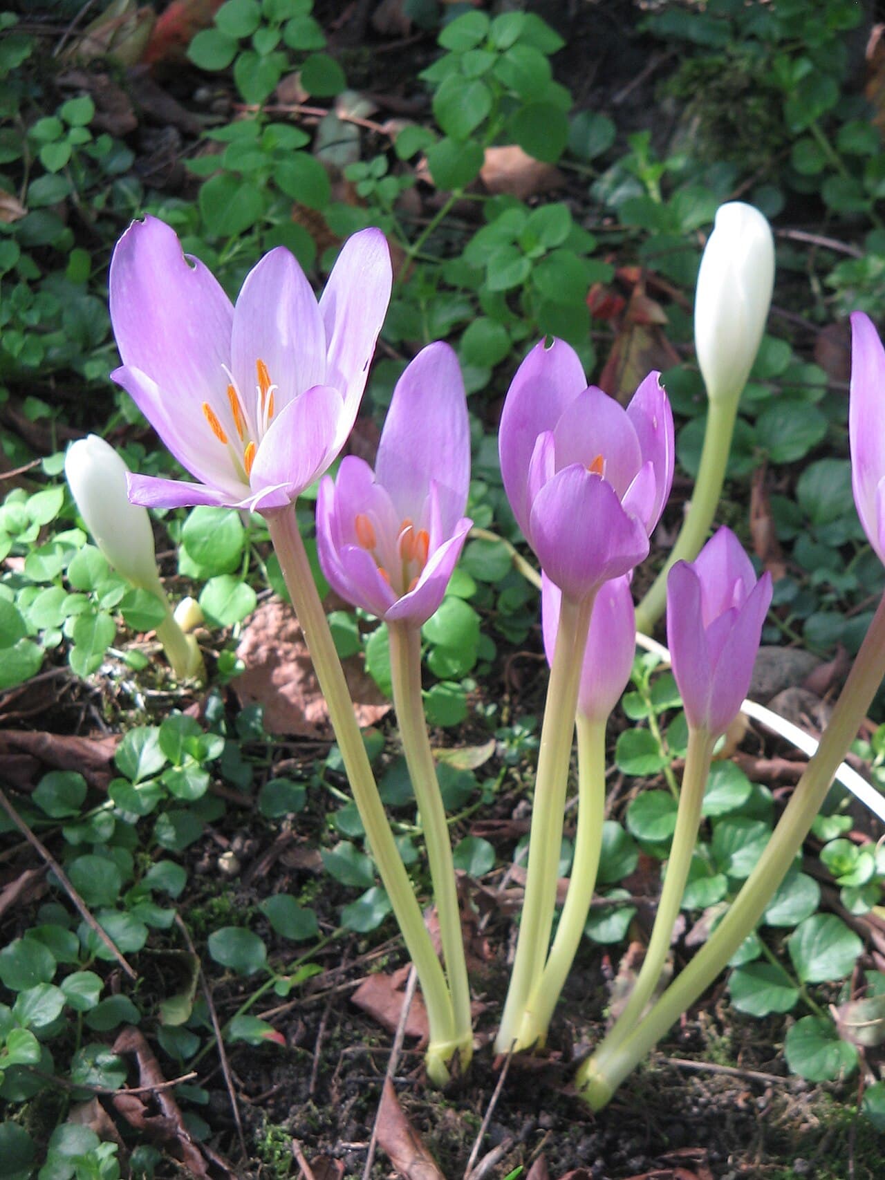 Pink autumn crocus flowers rising from bare soil