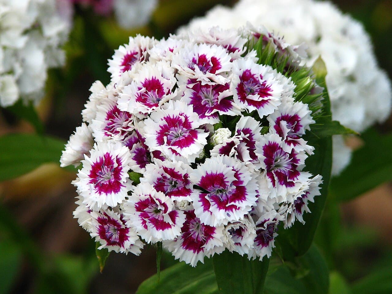 Dense heads of sweet william flowers