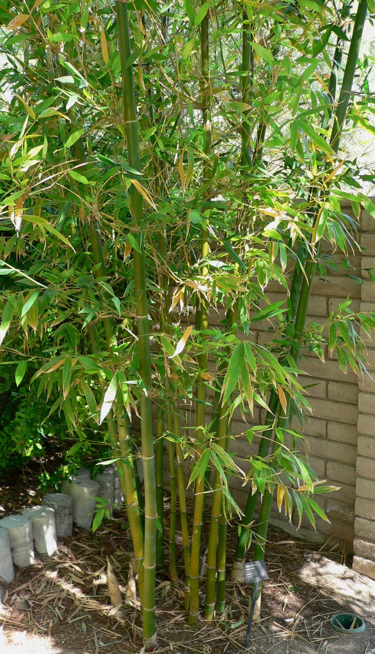 Tall clumping bamboo canes