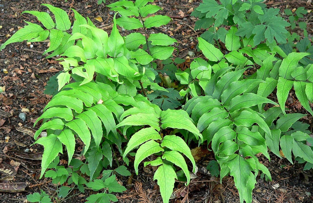 Glossy holly-like fronds of holly fern