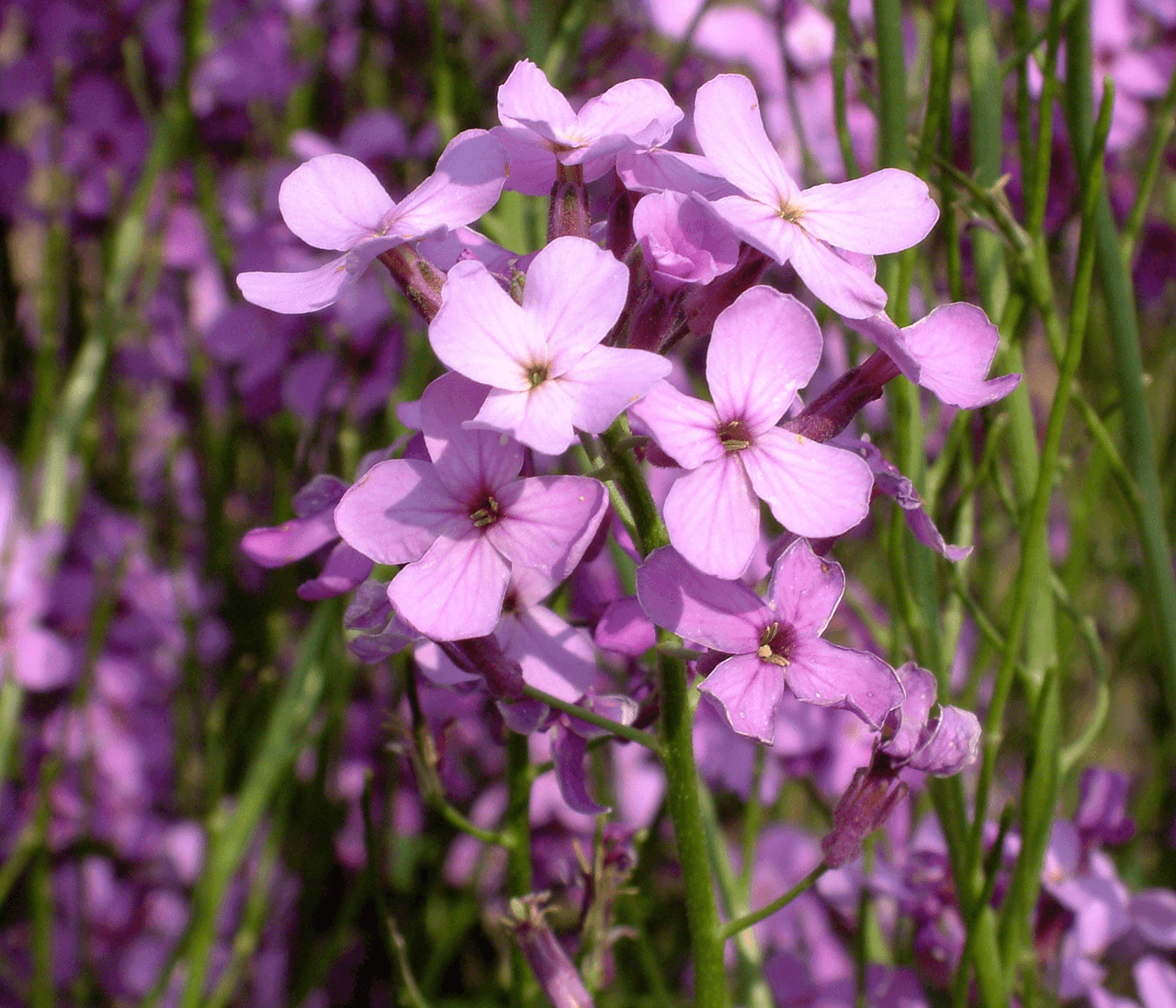 Purple and white dames rocket flowers