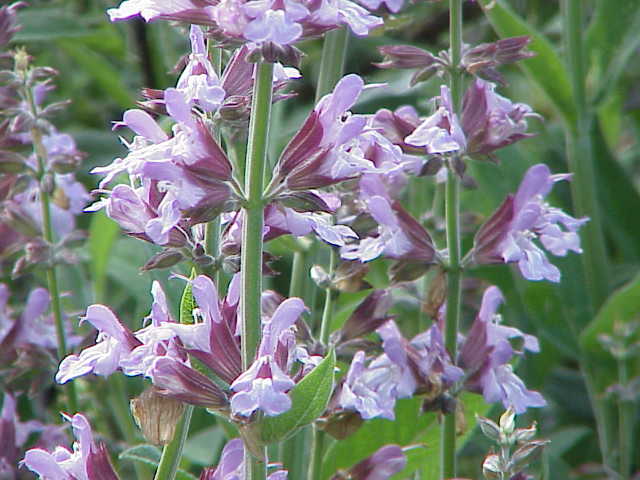 Grey-green textured leaves of garden sage