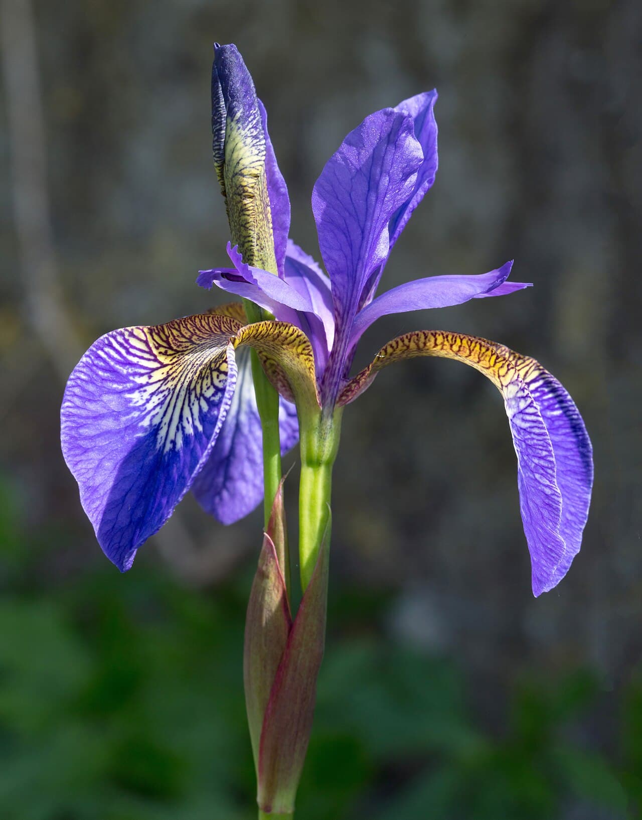 Blue iris flower