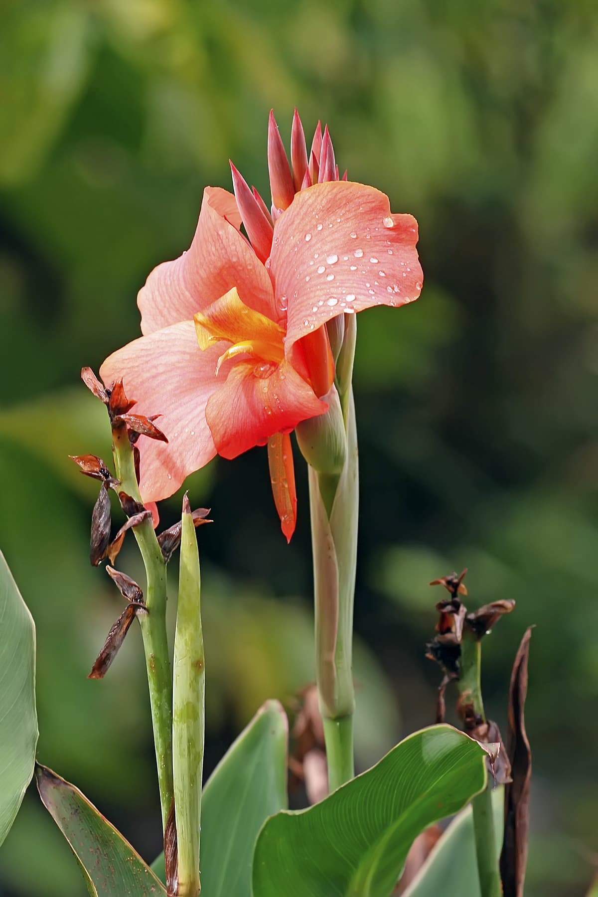 Bold canna foliage and red flowers