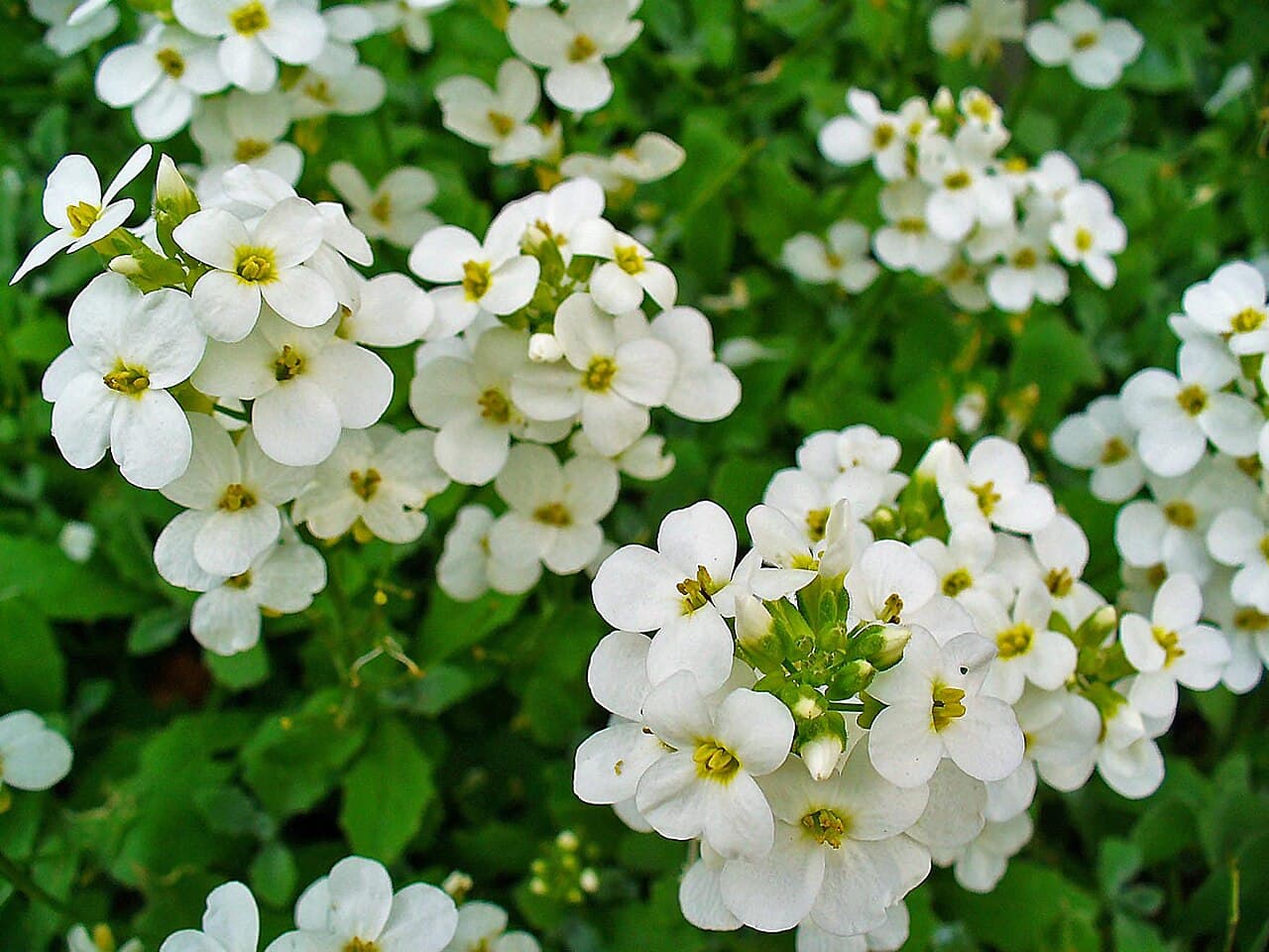 White rock cress flowers over grey foliage