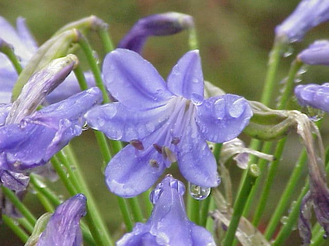 Blue agapanthus flower head on a tall stem