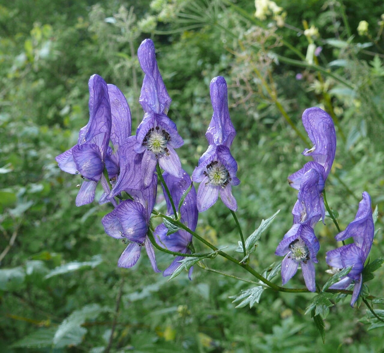 Deep blue hooded flowers of monkshood